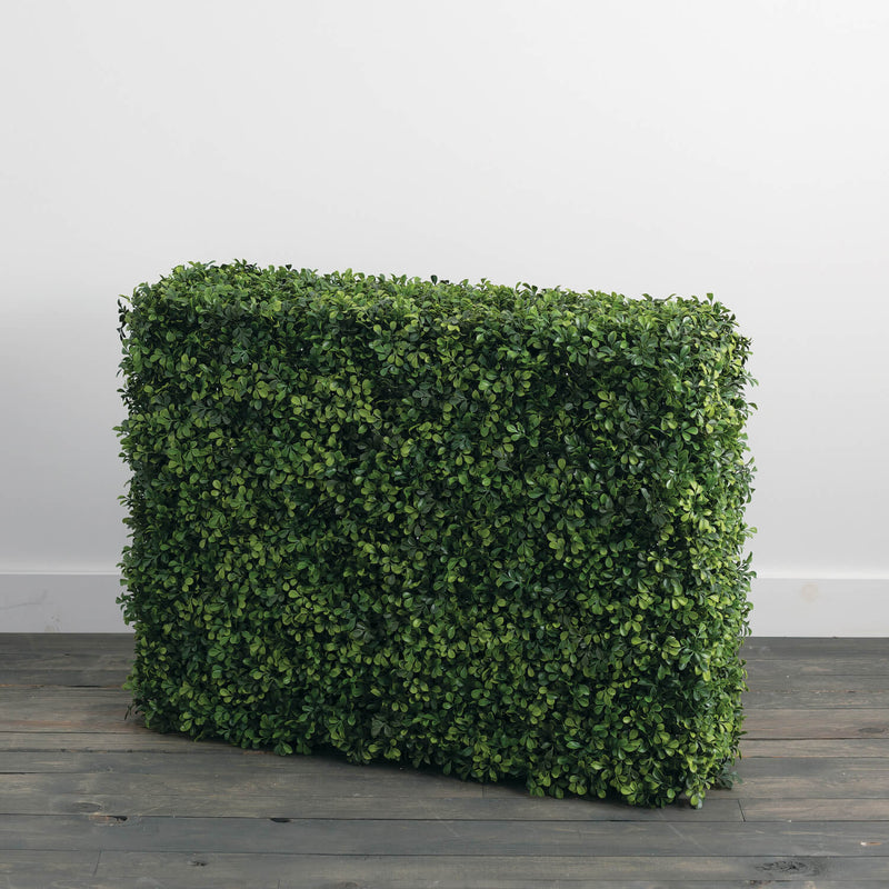 Boxwood Hedge