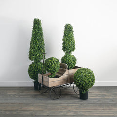 Boxwood Topiary