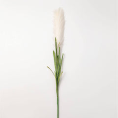 Pampas Grass Stem