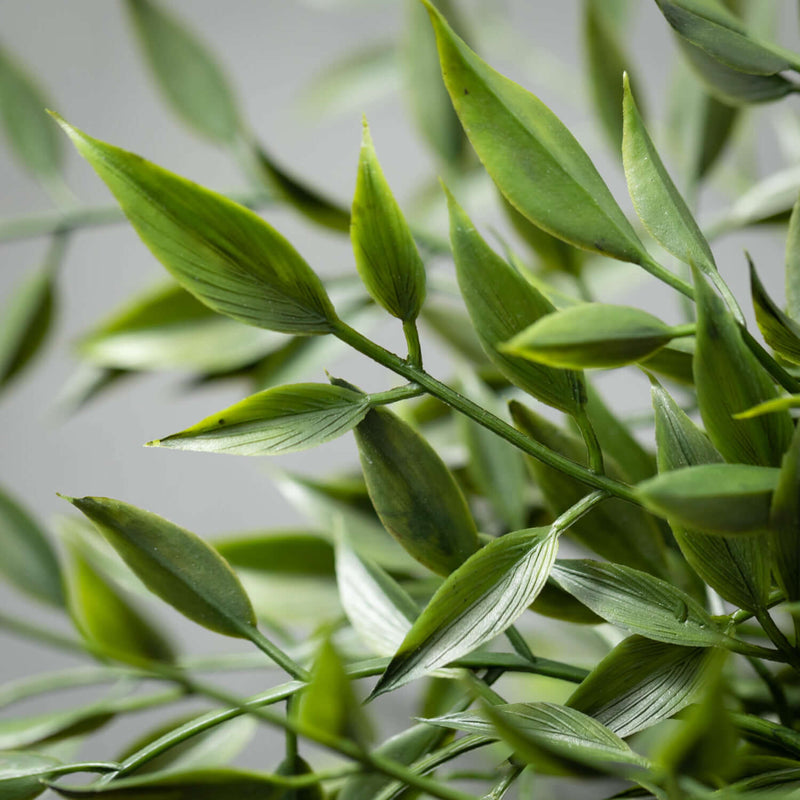 Leafy Green Ruscus Bush