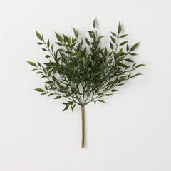 Leafy Green Ruscus Bush