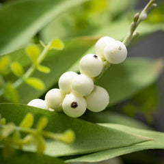 Pearl White Snowberry Wreath