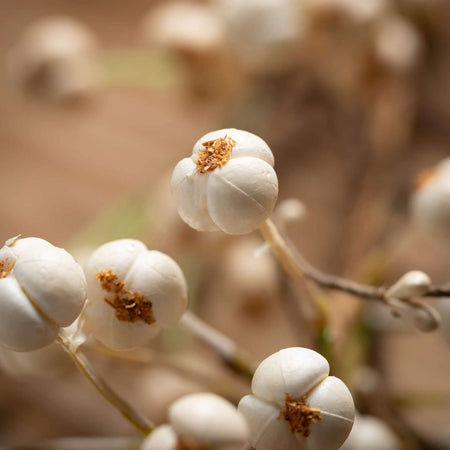 White Winter Berry and Twig Garland