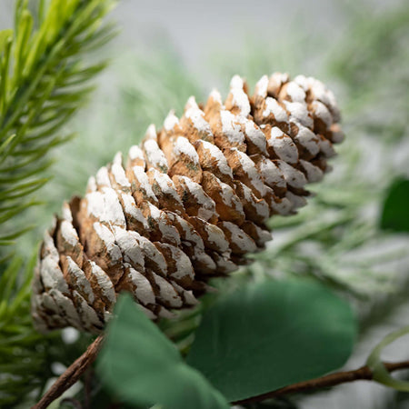 Pine And Eucalyptus Bush