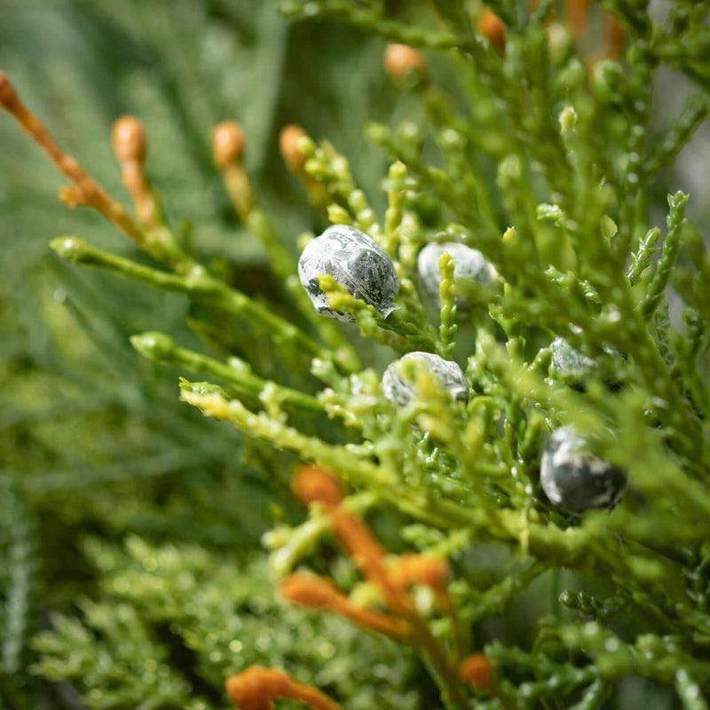 Mixed Pine & Juniper Ring