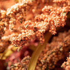 Autumn Seed Grass Stem Set 2