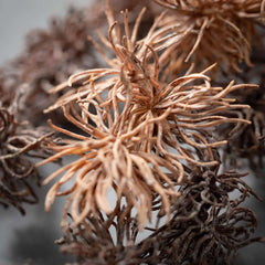 Faux-Dried Thistle Sprays