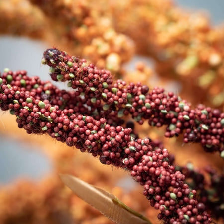 Faux Dried Fall Millet Sprays