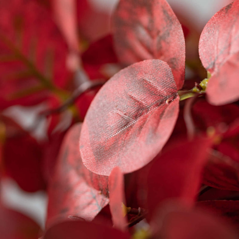 Red Eucalyptus Pick