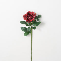 Candy Stripe Rose Stem