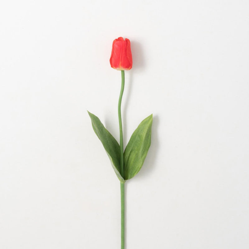 Red Tulip Stem