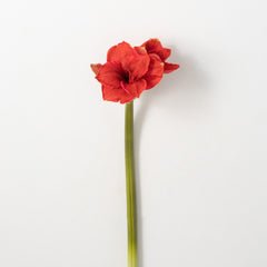 Amaryllis Stem