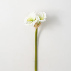 Amaryllis Stem