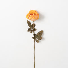 Calista Rose Stem