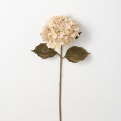 Hydrangea Stem