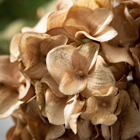 Hydrangea Stem