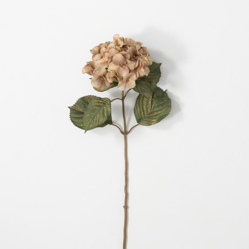 Hydrangea Stem