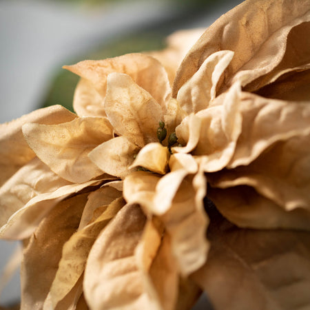 Poinsettia Stem