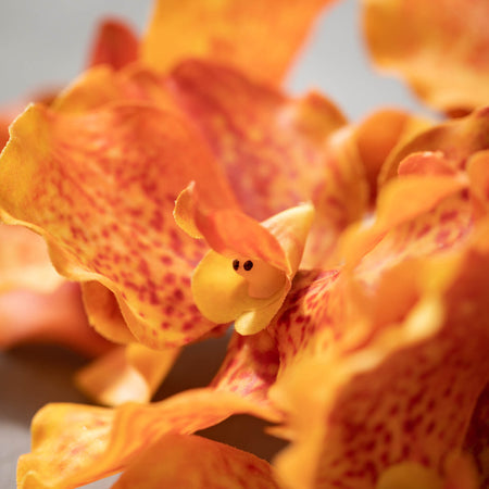 Vanda Orchid Stem