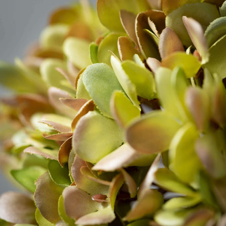 Gold Green Flowering Hydrangea