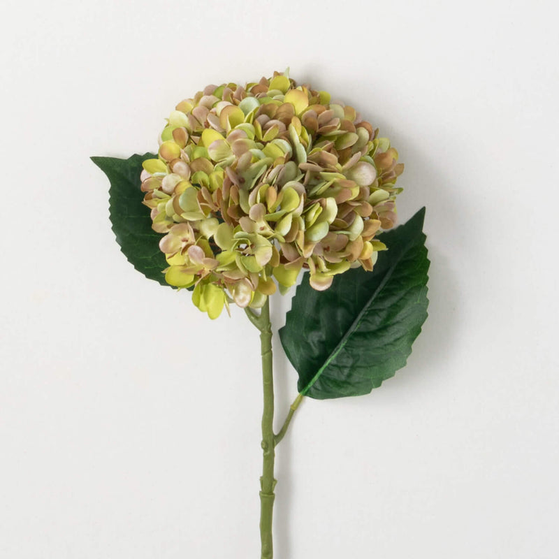 Gold Green Flowering Hydrangea