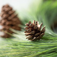 Medium-Sized Lush Pine Orb