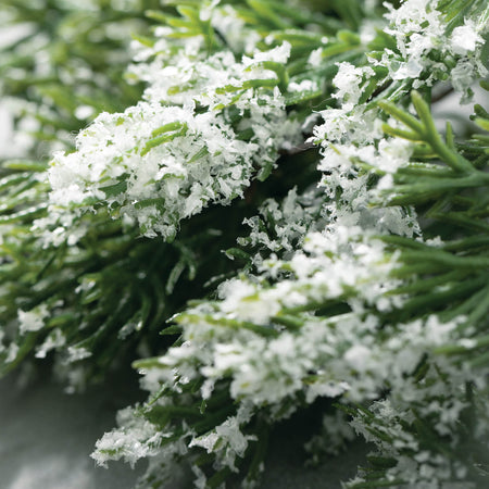 Frosted Juniper Weeping Spray