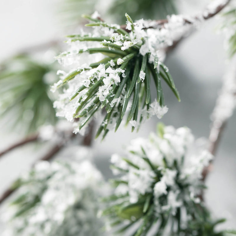 Snow Dusted Pine Branch Spray