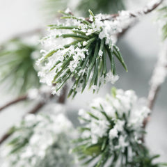 Snow Dusted Pine Branch Spray