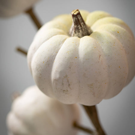 White Mini Pumpkin Stem