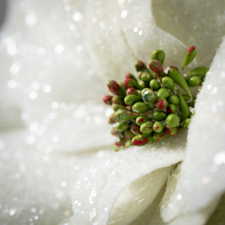 White Poinsettia Stem