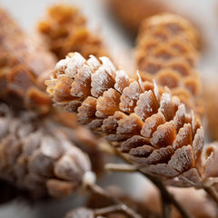 Frosted Hanging Pinecone Spray