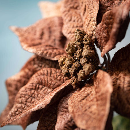 Brown Poinsettia Spray