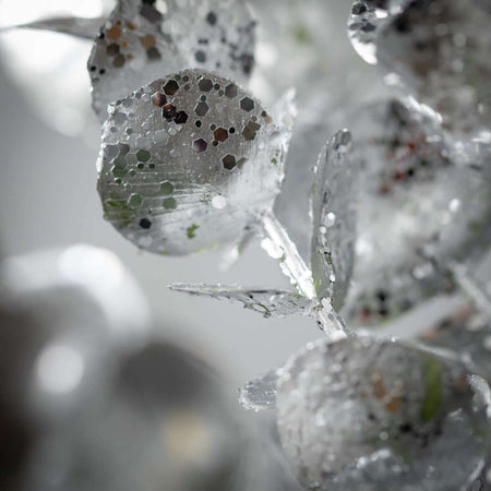 Shiny Silver Eucalyptus Stem