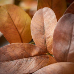 Fall Leaves Stem Set Of 2