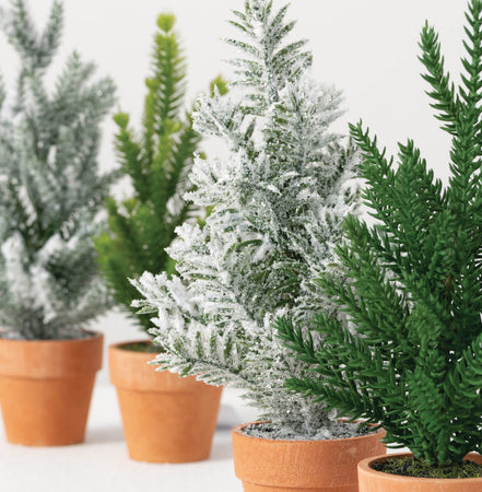 Assorted Pine Christmas Trees in Terracotta Pots