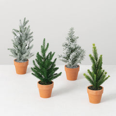 Assorted Pine Christmas Trees in Terracotta Pots