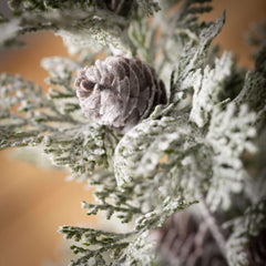 Potted Pine Trees in Terracotta Pots