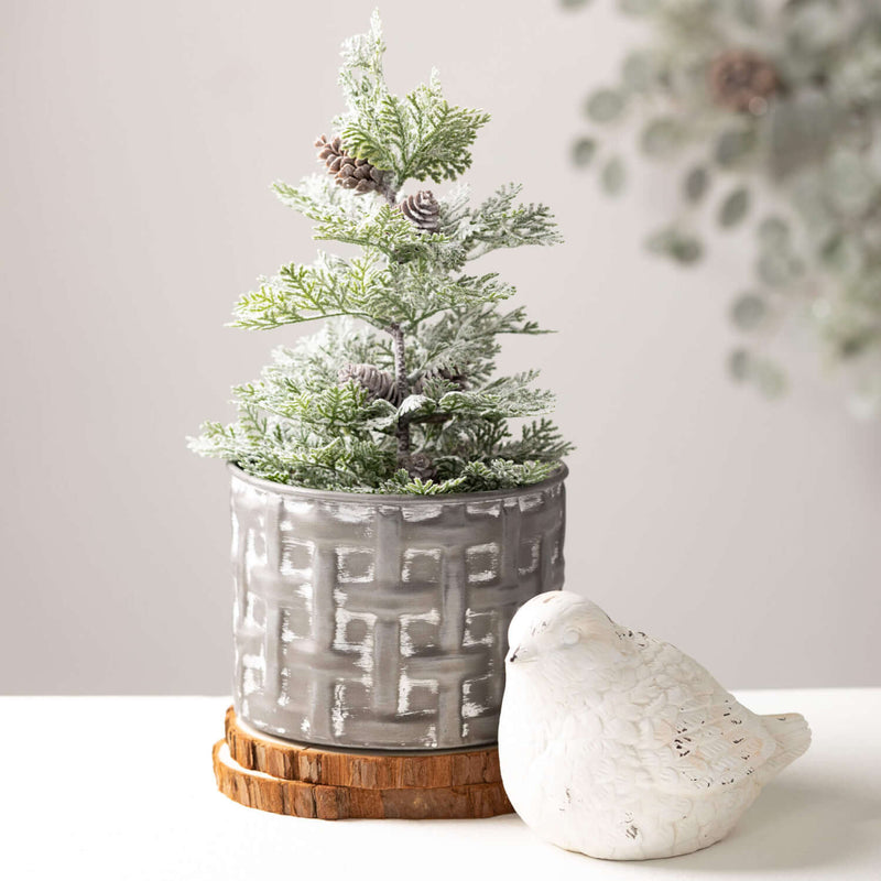 Potted Pine Trees in Terracotta Pots