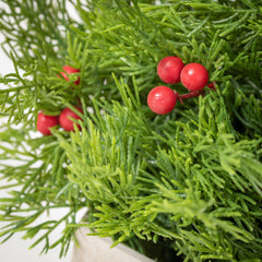 Potted Cedar & Red Berry Tree