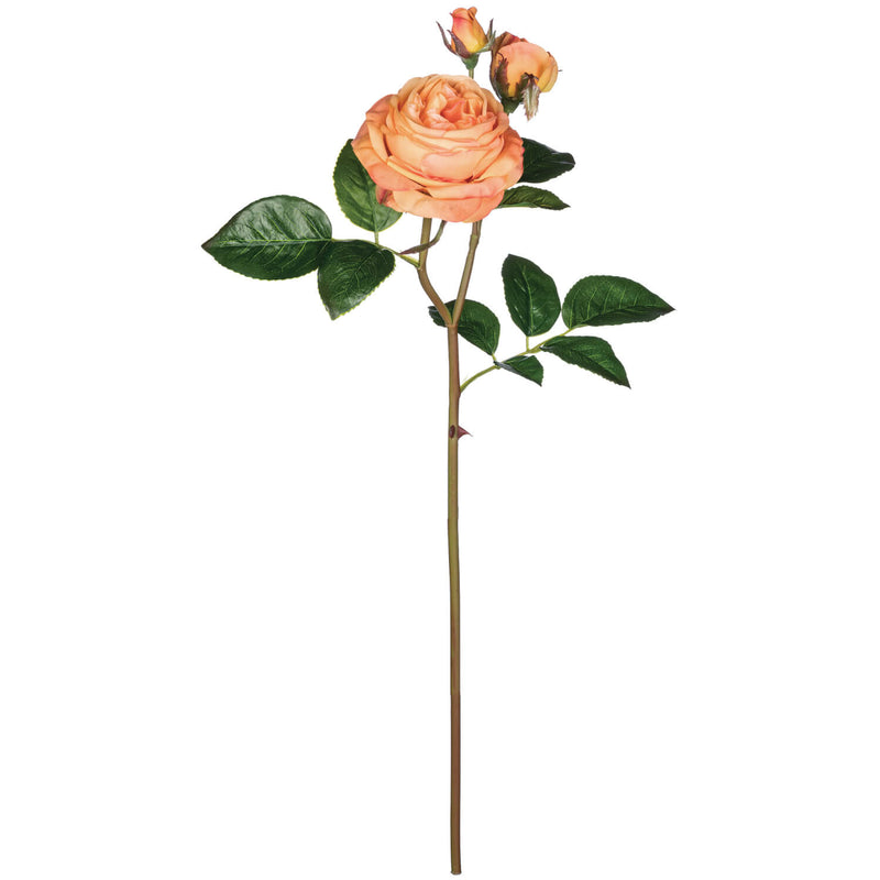 Rose Stem