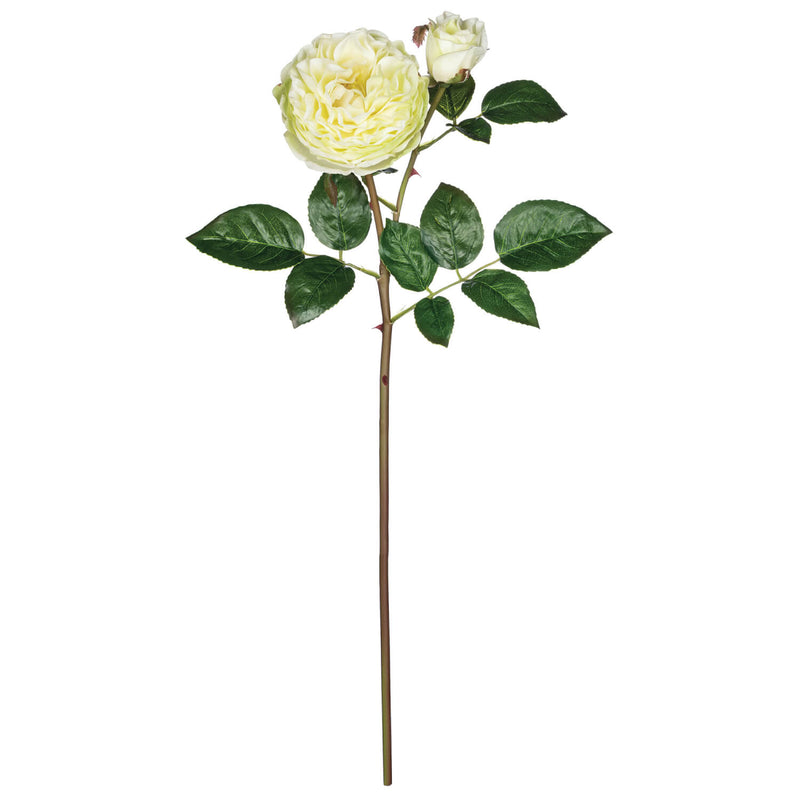 Garden Rose Stem