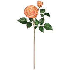 Garden Rose Stem