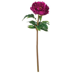 Peony Stem